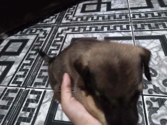 Cachorro ra a  idade 2 a 6 meses nome Não demos um nome