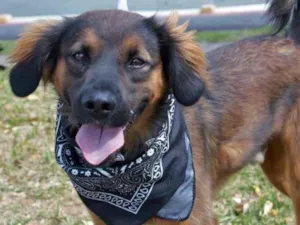 Cachorro raça SRD-ViraLata idade 1 ano nome Thor