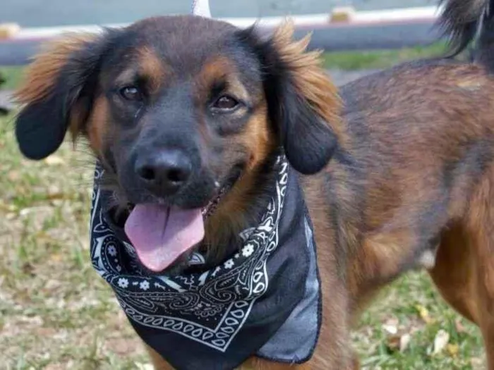 Cachorro raça SRD-ViraLata idade 1 ano nome Thor