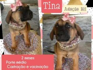Cachorro raça Srd idade Abaixo de 2 meses nome Tina