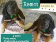 Romeu 