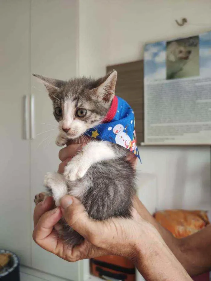 Gato raça Srd idade Abaixo de 2 meses nome Nublado