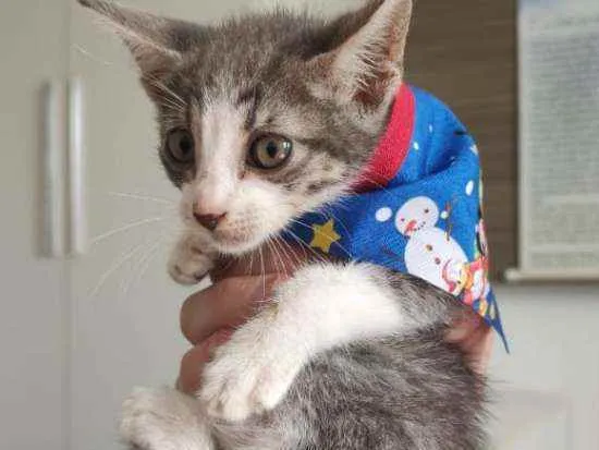 Gato raça Srd idade Abaixo de 2 meses nome Nublado