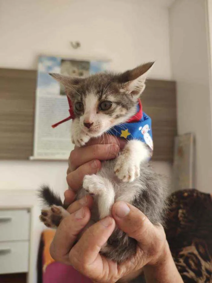 Gato raça Srd idade Abaixo de 2 meses nome Nublado