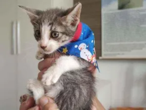 Gato raça Srd idade Abaixo de 2 meses nome Nublado