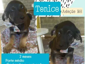 Cachorro raça Srd idade Abaixo de 2 meses nome Tonico