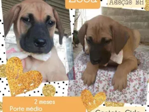 Cachorro raça Srd idade Abaixo de 2 meses nome Zexa