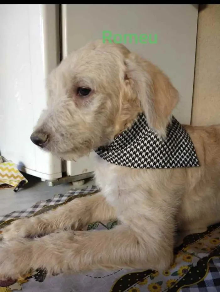 Cachorro ra a SRD idade 2 a 6 meses nome Romeu 