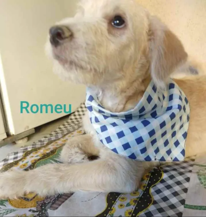 Cachorro ra a SRD idade 2 a 6 meses nome Romeu 
