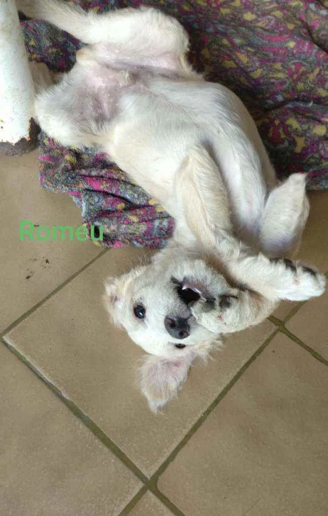 Cachorro ra a SRD idade 2 a 6 meses nome Romeu 