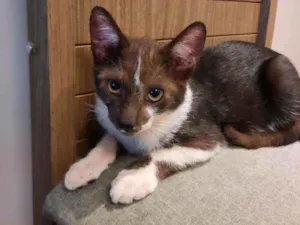 Gato raça S.R.D. idade 2 a 6 meses nome Batman