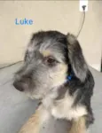 Luke