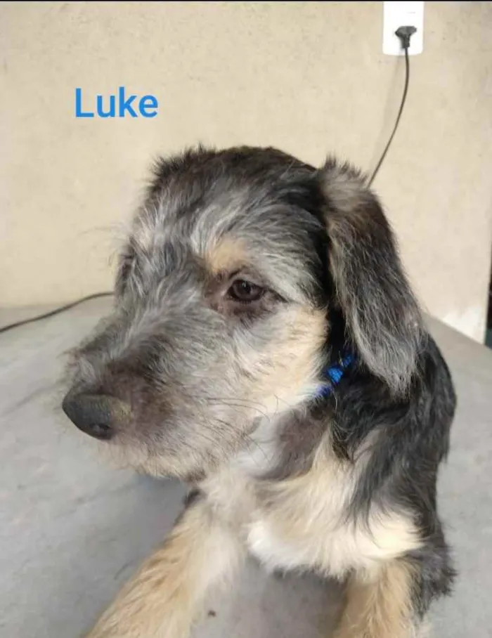 Cachorro ra a SRD idade 2 a 6 meses nome Luke