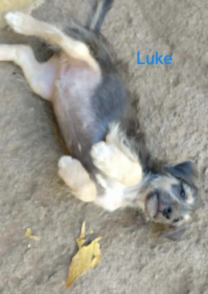 Cachorro ra a SRD idade 2 a 6 meses nome Luke
