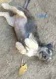 Luke