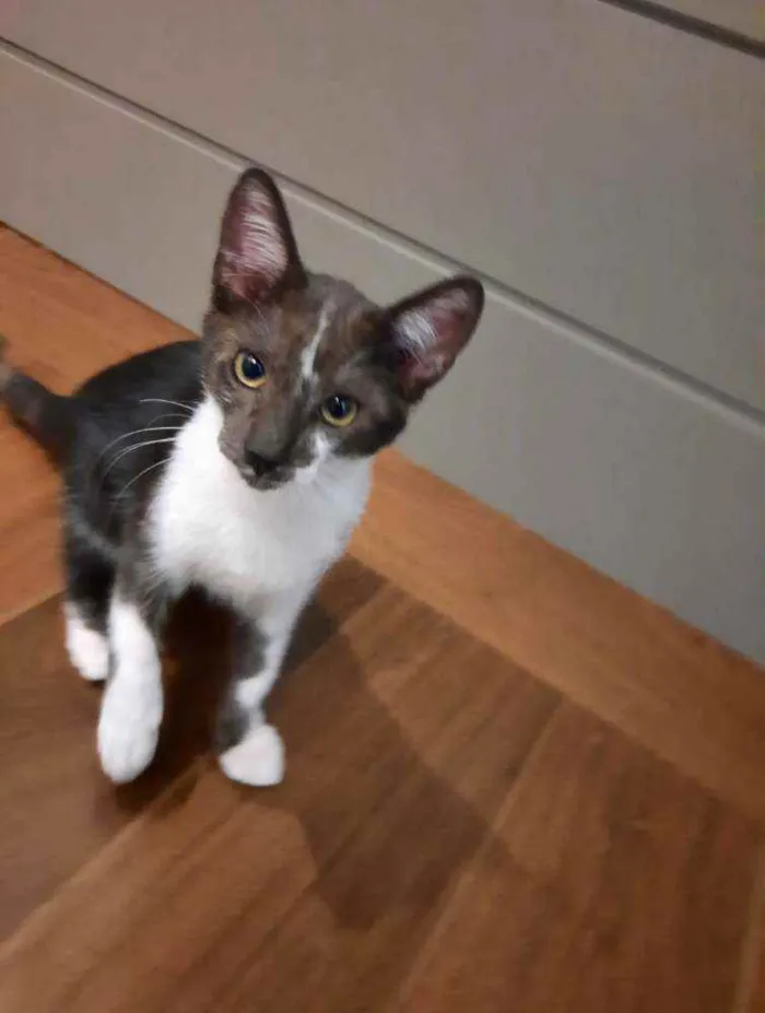 Gato ra a S.R.D. idade 2 a 6 meses nome Batman
