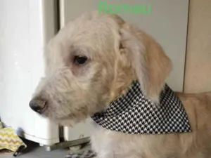 Cachorro raça SRD idade 2 a 6 meses nome Romeu 