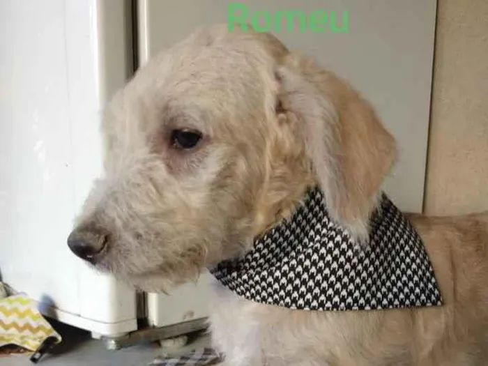 Cachorro ra a SRD idade 2 a 6 meses nome Romeu 