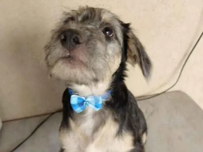 Cachorro ra a SRD idade 2 a 6 meses nome Luke
