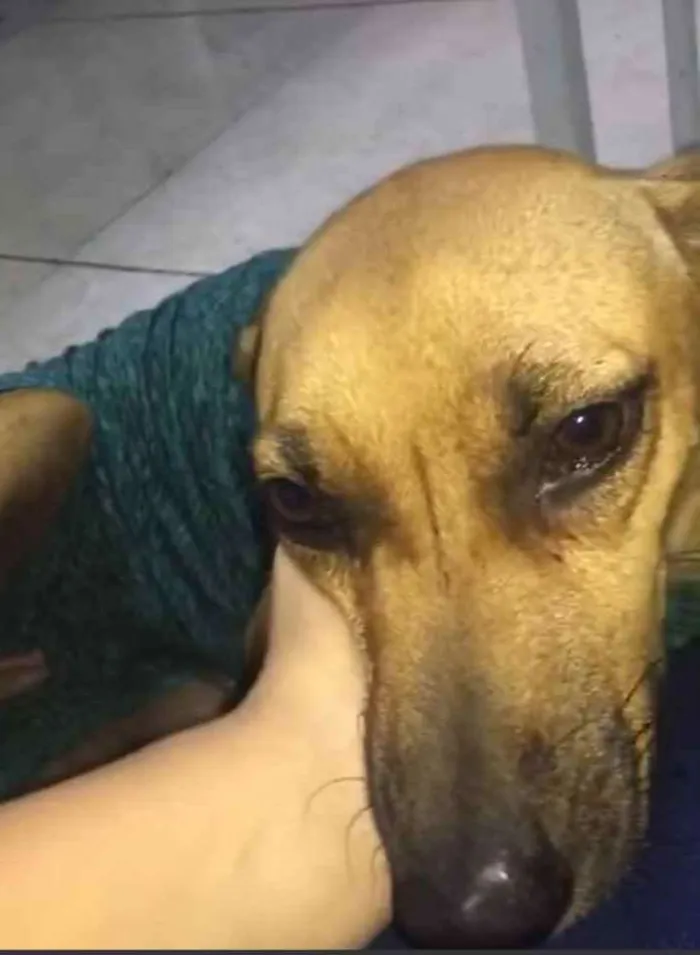 Cachorro ra a SRD idade 1 ano nome Kiara 