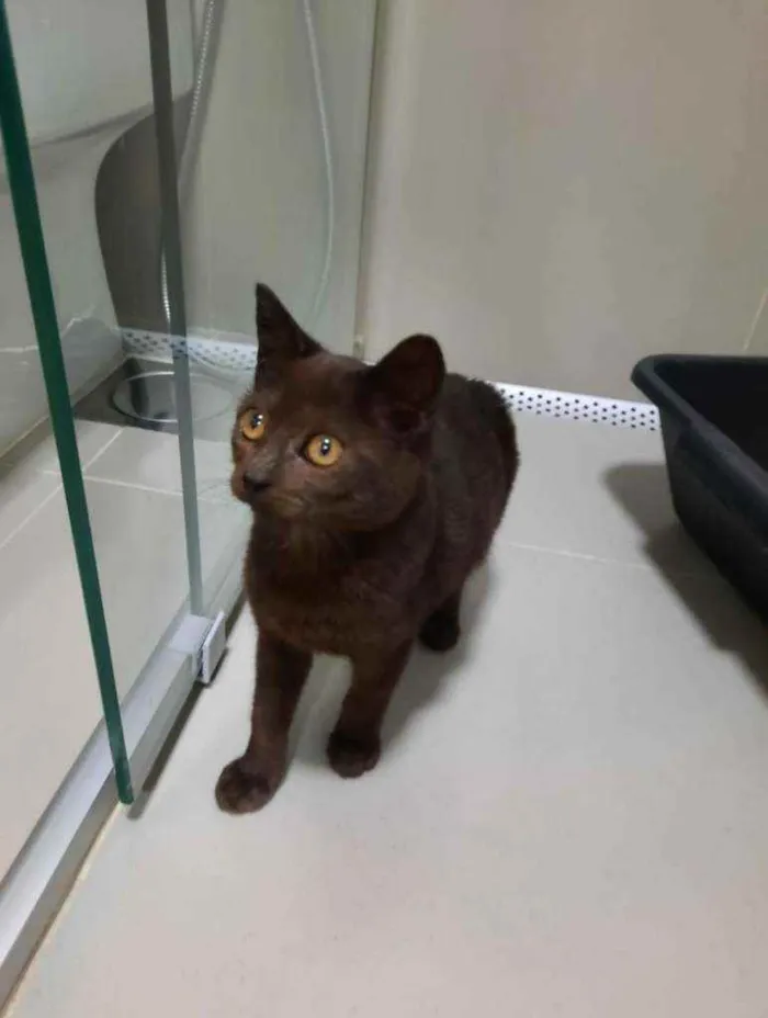 Gato ra a S.R.D. idade 2 a 6 meses nome Yoda