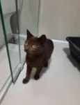 Yoda
