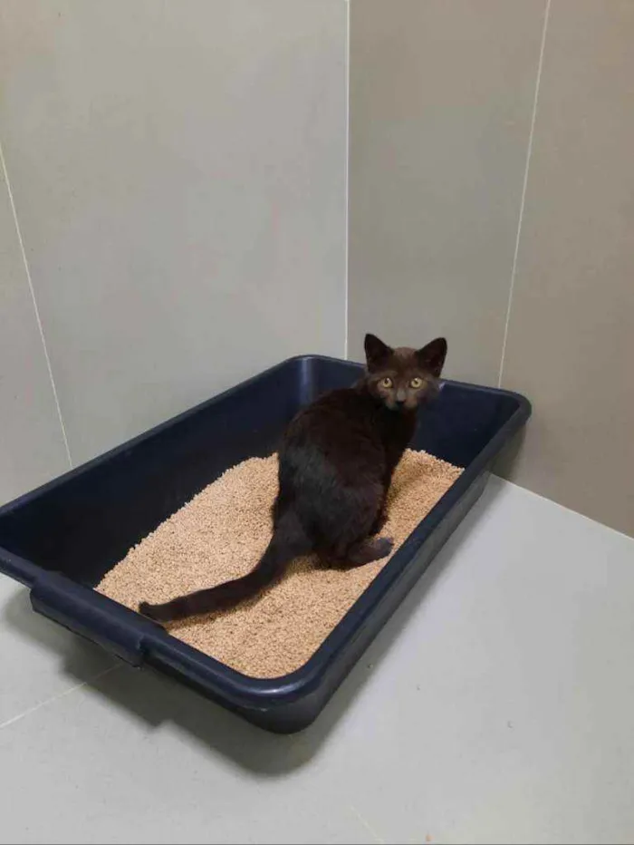 Gato ra a S.R.D. idade 2 a 6 meses nome Yoda