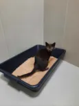 Yoda