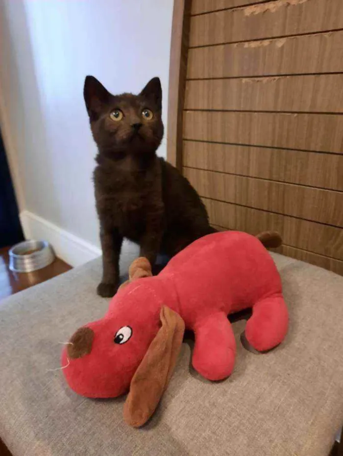 Gato ra a S.R.D. idade 2 a 6 meses nome Yoda