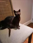 Yoda