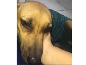 Cachorro raça SRD idade 1 ano nome Kiara 