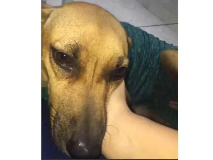 Cachorro ra a SRD idade 1 ano nome Kiara 