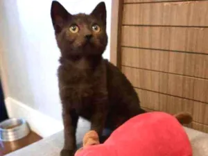 Gato raça S.R.D. idade 2 a 6 meses nome Yoda