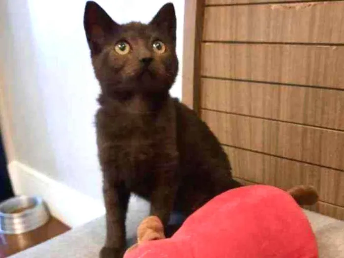 Gato ra a S.R.D. idade 2 a 6 meses nome Yoda