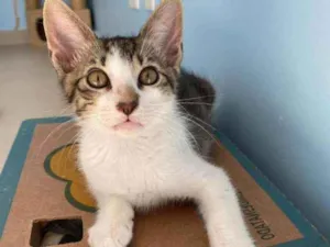 Gato raça Srd idade 2 a 6 meses nome Apolo