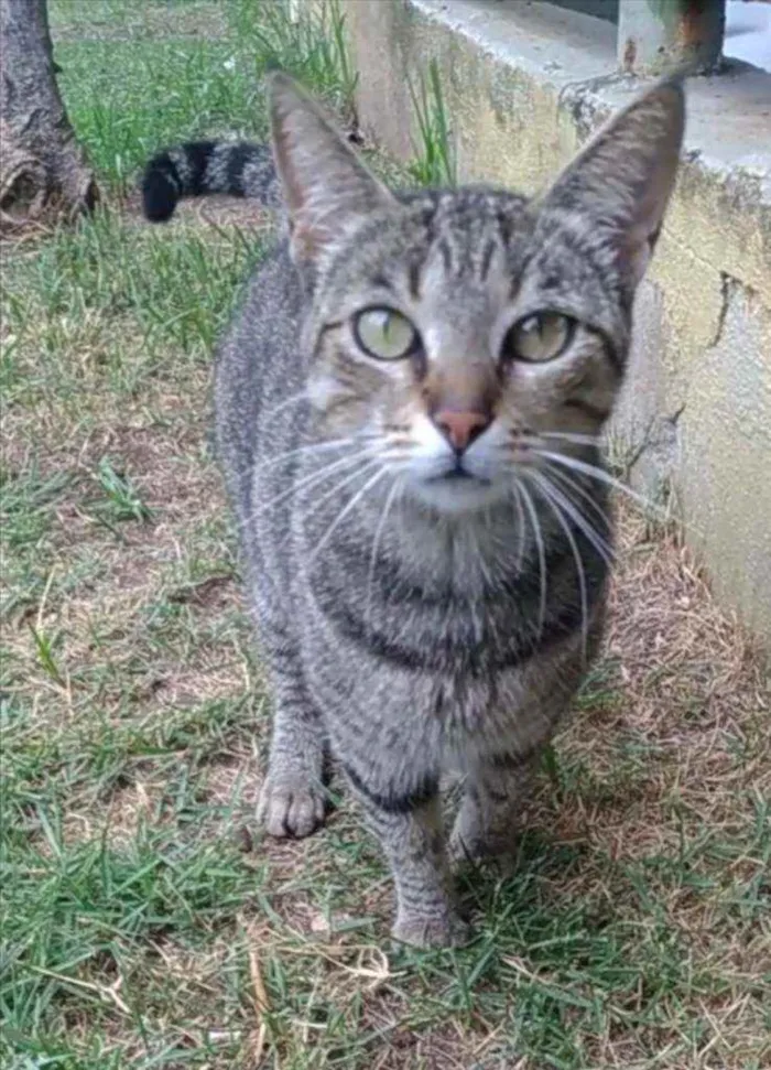 Gato ra a Srd idade 2 anos nome Vick