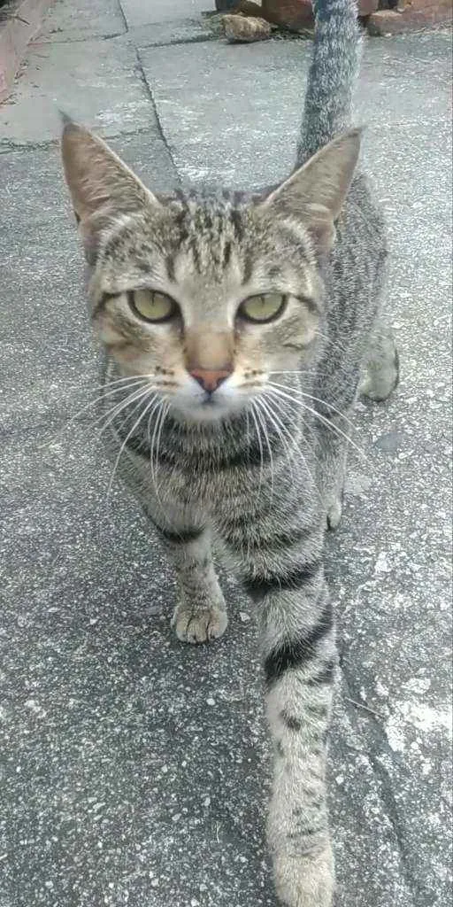 Gato ra a Srd idade 2 anos nome Vick