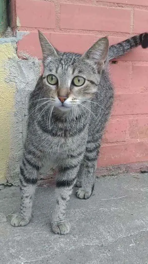 Gato ra a Srd idade 2 anos nome Vick