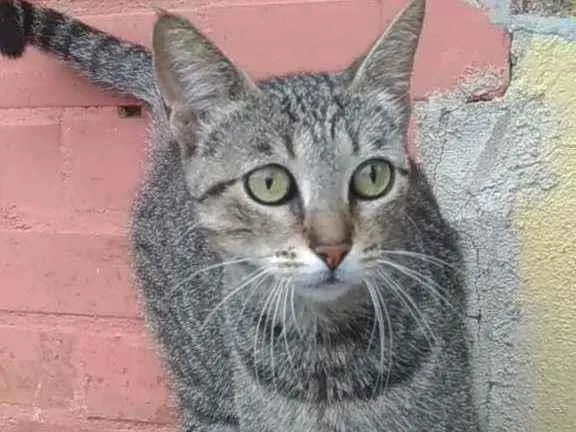 Gato ra a Srd idade 2 anos nome Vick