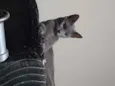 Caetana