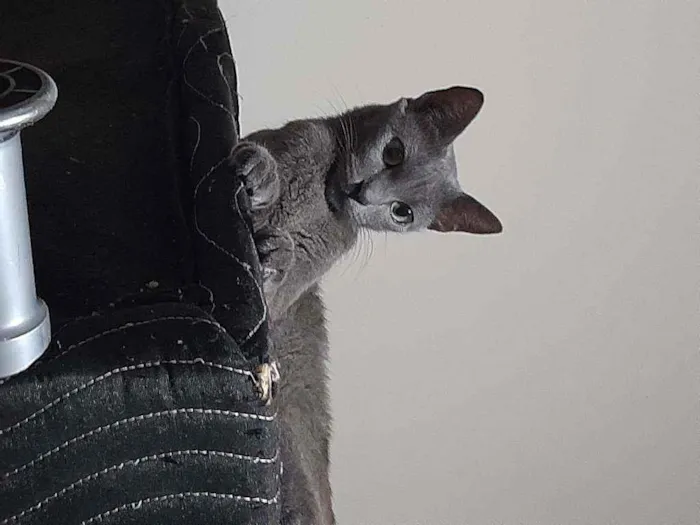 Gato raça Raciado idade 1 ano nome Caetana