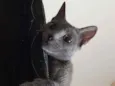 Caetana
