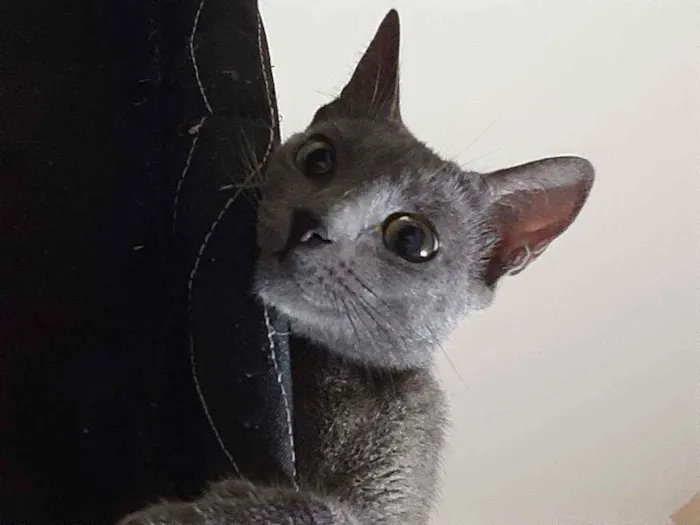 Gato raça Raciado idade 1 ano nome Caetana
