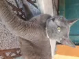 Caetana