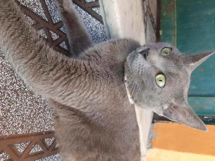 Gato raça Raciado idade 1 ano nome Caetana