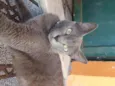 Caetana