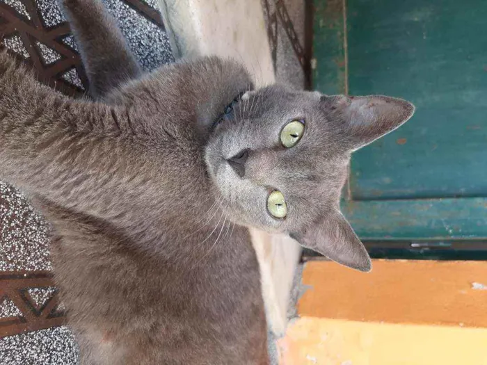 Gato raça Raciado idade 1 ano nome Caetana
