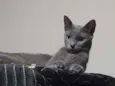 Caetana
