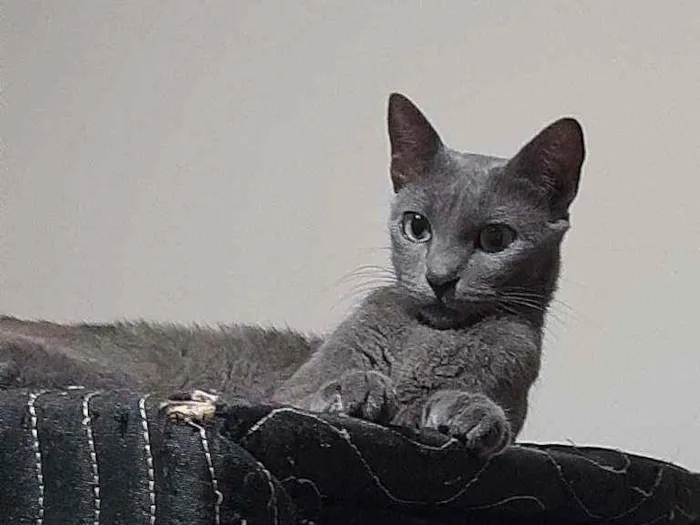 Gato raça Raciado idade 1 ano nome Caetana