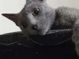 Caetana